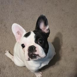 Girl 2 - White and brindle French Bulldog puppy in Colorado from Imperial Frenchies of Colorado