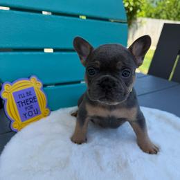 Chandler - Tricolors male French Bulldog puppy in South Bend, Indiana from Furever Faithful Frenchies LLC