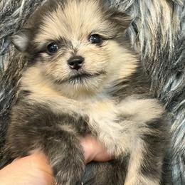 Marcel - Brindle male Pomeranian puppy in Franklin, North Carolina from A&J Cutie Pawtooties