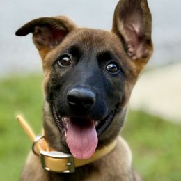 Venom - Fawn male Belgian Malinois puppy in Signal Mountain, Tennessee from Torgun Police Dogs