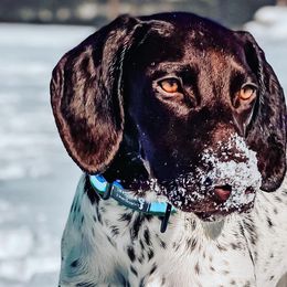 German Shorthaired Pointers, Vizslas, and Weimaraners from Hilltop Farms