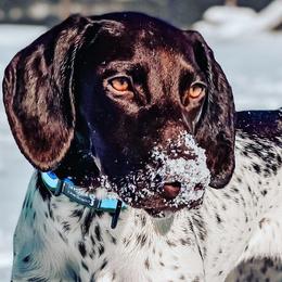 German Shorthaired Pointers, Vizslas, and Weimaraners from Hilltop Farms