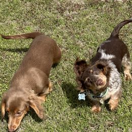 Dachshunds and Poodles from Kairos Meadows Kennel AKC