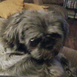 Savannah  - Shih Tzu