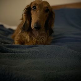 Snitch - Dachshund