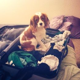 Cavalier King Charles Spaniel All Grown Up from Phoenix Cavaliers - Cavalier King Charles Spaniels