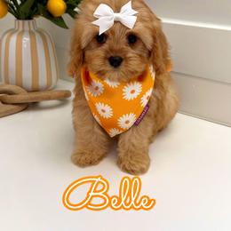 Belle - Apricot female Cavapoo puppy in Buford, Georgia from Petite Posh Puppies