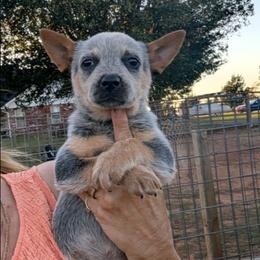 Girl 2 - Blue mottled female Australian Cattle Dog puppy in Choctaw, Oklahoma from Karen Elliott