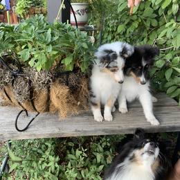 Shetland Sheepdog Puppies from Kochar Shelties