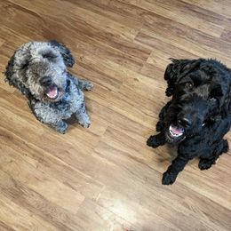 Goldendoodle puppies from Mendenhall Goldendoodles