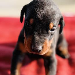 Versace - Black and rust male Doberman Pinscher puppy in Winchester, Ohio from 32 Farms