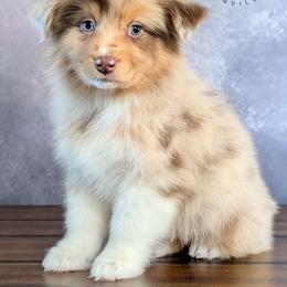 Silk - Red merle female Australian Shepherd puppy in Fultonville, New York from Sandy Aussies, Mini Dachshunds & Pomeranians