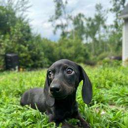 Anora - Black female Dachshund puppy in Augusta, Georgia from Cherokee Hill Dachshunds