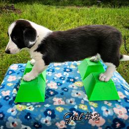 Girl 2 - Black and white female Cardigan Welsh Corgi puppy in Natchitoches. La, Louisiana from Bleu Bayou Corgis