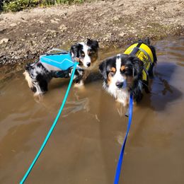 Miniature American Shepherd All Grown Up from Moon Phase Kennel
