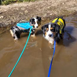 Miniature American Shepherd All Grown Up from Moon Phase Kennel