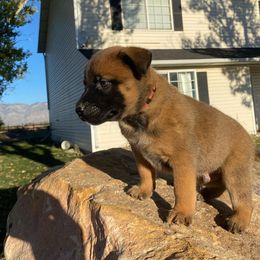 Belgian Malinois, Dutch Shepherd, and xDutch Shepherd Puppies from Raw Nature K9