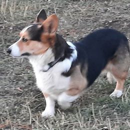 Bogart - Pembroke Welsh Corgi