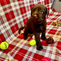 Pink Collar - Chocolate female Labrador Retriever puppy in Alvin, Texas from Red Retrievers