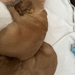 Girl 1 - female Golden Retriever puppy in Stratton, Colorado from Anam Cara Retrievers