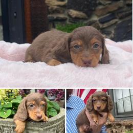 Sienna - Chocolate and tan female Dachshund puppy in Warrior, Alabama from Bountiful Dachshunds