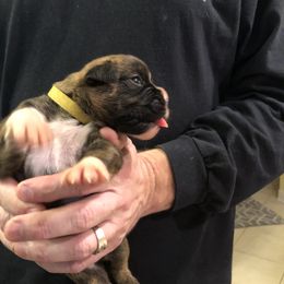 Boxer Puppies from Agape Boxers