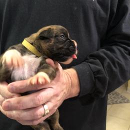 Boxer Puppies from Agape Boxers