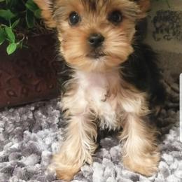 Cosmo - Black and tan male Yorkshire Terrier puppy in Hot Springs, Arkansas from Kimberly's Lovable Littles