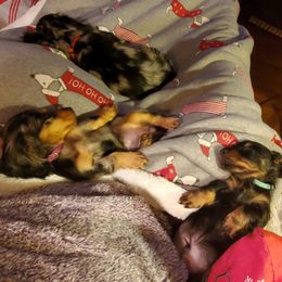 Dachshund Puppies from J-Lyn