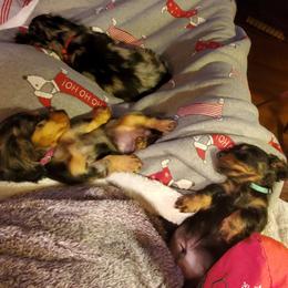 Dachshund Puppies from J-Lyn