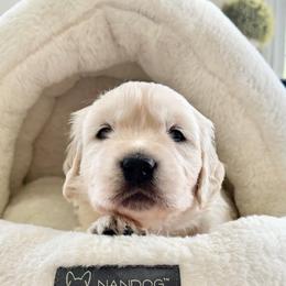 Blue boy - Light golden male Golden Retriever puppy in Deer Lodge, Tennessee from SelahGold