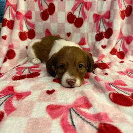 Boy 1 LIMITED AKC - Piebald male Dachshund puppy in Aurora, Missouri from Baker Farms