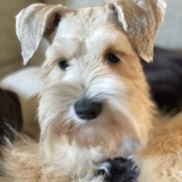 Miniature Schnauzers from Tiffanys Schnauzers