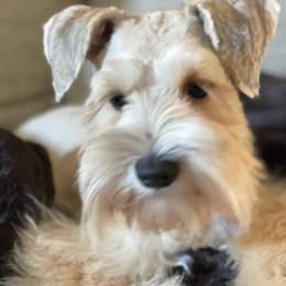Miniature Schnauzers from Tiffanys Schnauzers