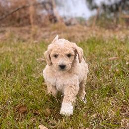 Frisco - Cream male Goldendoodle puppy in Pittsburg, Texas from Grace Springs Goldendoodles