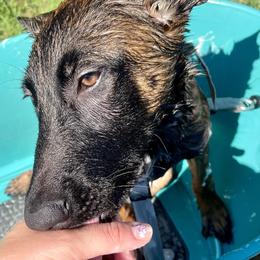 Belgian Malinois Puppies from BlueStone