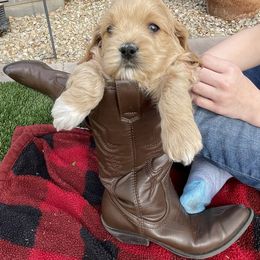 Girl 2 - Cockapoo puppy in Peoria, Arizona from Frosty Acres Cockapoos and Doodles