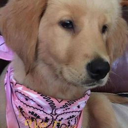 Goldendoodle and Golden Retriever Puppies from Faye Faye’s Golden Doodles