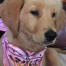 Goldendoodle and Golden Retriever Puppies from Faye Faye’s Golden Doodles