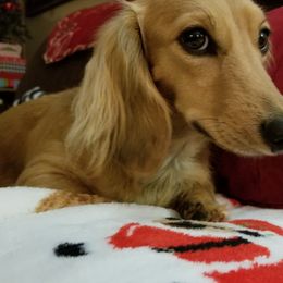 Journey - Dachshund