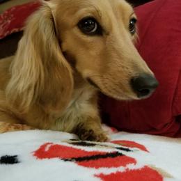 Journey - Dachshund