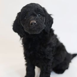Westley - Black male Goldendoodle puppy in Pleasant Grove, Utah from Canterbury Canines