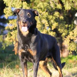 Murphy - Beauceron