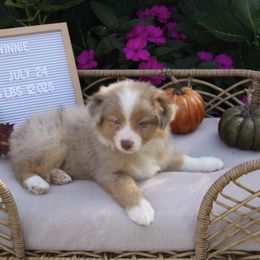 Australian Shepherd, Goldendoodle, and Poodle Puppies from 5AFarms