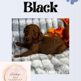 Black - Red  male Poodle puppy in Lima, Ohio from Buckeye Red Standard Poodles
