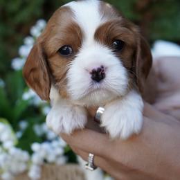 Rambo - Blenheim male Cavalier King Charles Spaniel puppy in Lula, Georgia from Cavaliers by Crumley