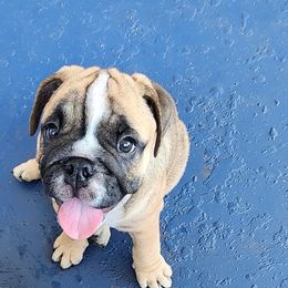 Bulldog Puppies from Adorable Bulldogs