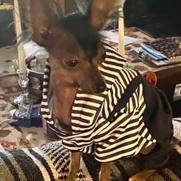 Meiko - Chinese Crested