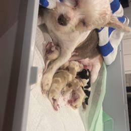 Nutmeg - Parti female Yorkshire Terrier puppy in Forest, Virginia from Majestic Touch Kennels and Pet Services