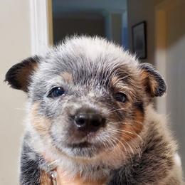 Cheek mark - Blue speckled male Australian Cattle Dog puppy in Lenoir, North Carolina from Blue Coyote Ranch